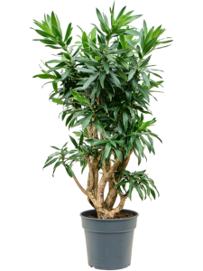 Pleomele (Dracaena) reflexa