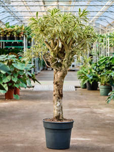 Pleomele (Dracaena) reflexa 'Song of India'