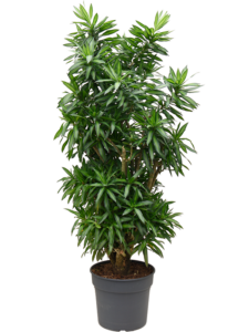 Pleomele (Dracaena) reflexa 'Song of Jamaica' (150-175)