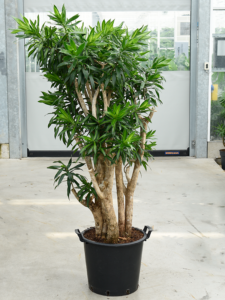 Pleomele (Dracaena) reflexa 'Song of Jamaica'