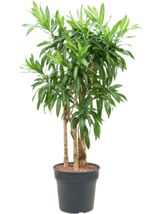 Pleomele (Dracaena) reflexa 'Song of Jamaica'