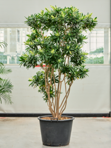 Pleomele (Dracaena) reflexa 'Song of Sri Lanka'