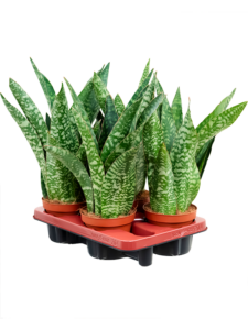 Sansevieria aubrytiana 4/tray