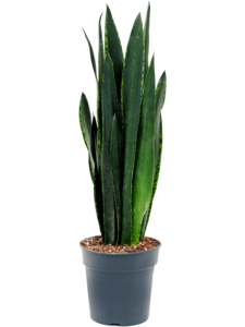 Sansevieria trifasciata 'Black Tiger'