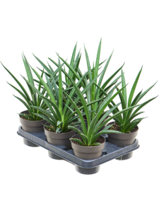 Sansevieria 'Comet Amazon Green' 6/tray