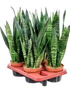 Sansevieria trifasciata 'Black Coral' 4/tray