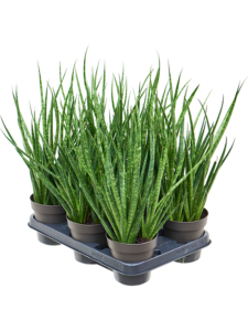 Sansevieria 'Comet Kichaka' 6/tray