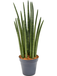 Sansevieria cylindrica 'Tower'