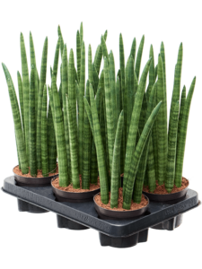 Sansevieria cylindrica 'Tower' 6/tray