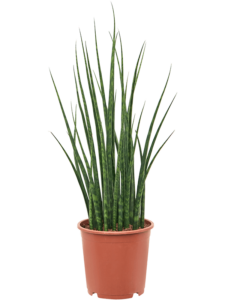 Sansevieria cylindrica 'Fernwood Mikado'