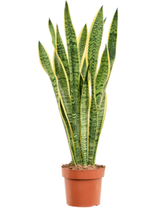 Sansevieria trifasciata 'Laurentii'