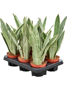 Sansevieria trifasciata 'Metallica' 6/tray