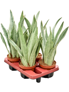 Sansevieria trifasciata 'Metallica' 4/tray