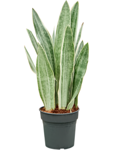 Sansevieria trifasciata 'Metallica'