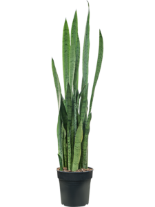 Sansevieria trifasciata 'Silver Mist'