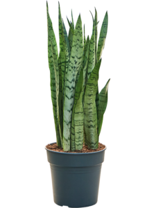 Sansevieria trifasciata 'Silver Mist'