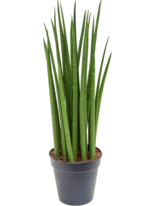 Sansevieria cylindrica 'Spikes'