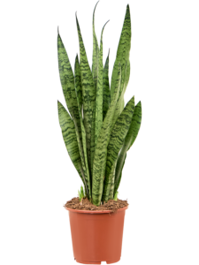 Sansevieria zeylanica