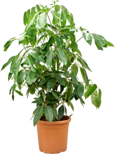 Schefflera actinophylla 'Amate'