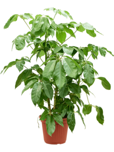 Schefflera actinophylla 'Amate'