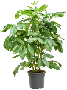 Schefflera actinophylla 'Amate'