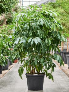 Schefflera actinophylla 'Amate'