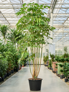 Schefflera actinophylla 'Amate'