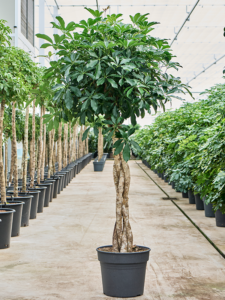 Schefflera arboricola 'Compacta'