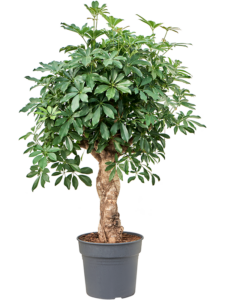 Schefflera arboricola 'Compacta'