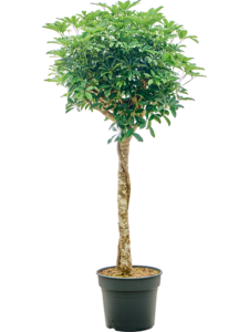 Schefflera arboricola 'Compacta'