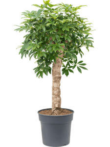 Schefflera arboricola 'Compacta'