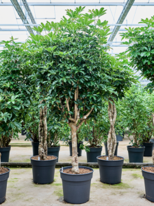 Schefflera arboricola 'Compacta'