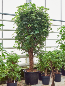 Schefflera arboricola 'Compacta'