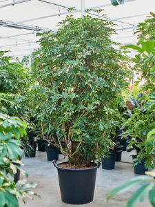 Schefflera arboricola 'Compacta'