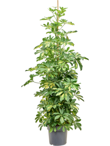 Schefflera arboricola 'Gold Capella'