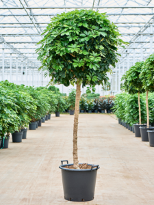 Schefflera arboricola 'Gold Capella'