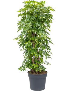 Schefflera arboricola 'Gold Capella'