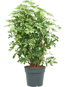 Schefflera arboricola 'Gold Capella'