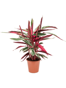 Stromanthe Sanguinea 'Triostar'