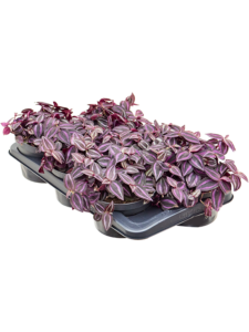 Tradescantia Jewel Red 6/tray