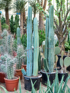 Trichocereus pacanoi