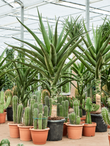 Aloe bainesii (barberae)