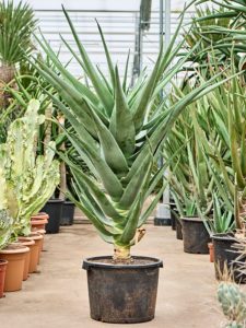 Aloe 'Hercules' (140-160)