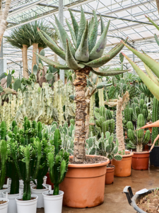 Aloe marlothii (180-200)