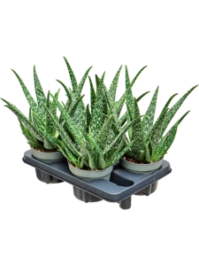 Aloe Tropical 4/tray