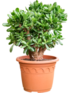 Crassula ovata 'Magical Tree'