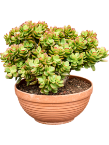 Crassula ovata 'Minor'