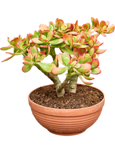 Crassula ovata 'Sunset'