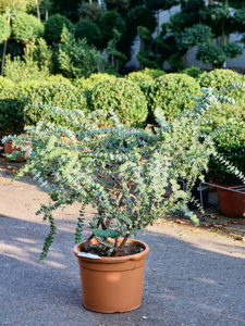 Eucalyptus cinerea 'Baby Blue'