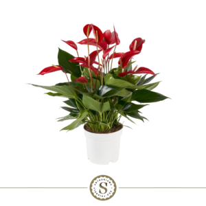 Anthurium Mille Fleurs Roja